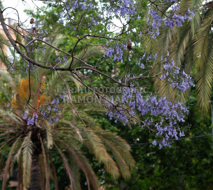 ARBRE BLAU FLORIT 
PASSEIG DEL DESVIAMENT MATARO