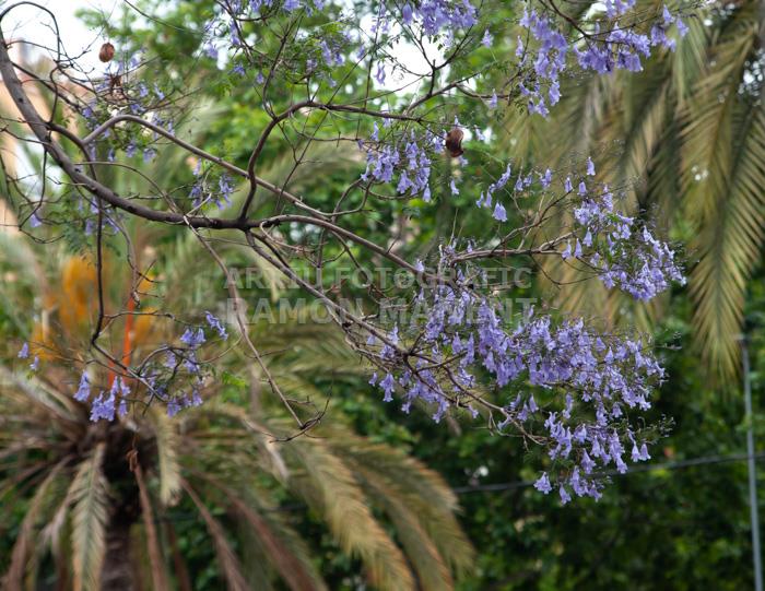 ARBRE BLAU FLORIT 
PASSEIG DEL DESVIAMENT MATARO