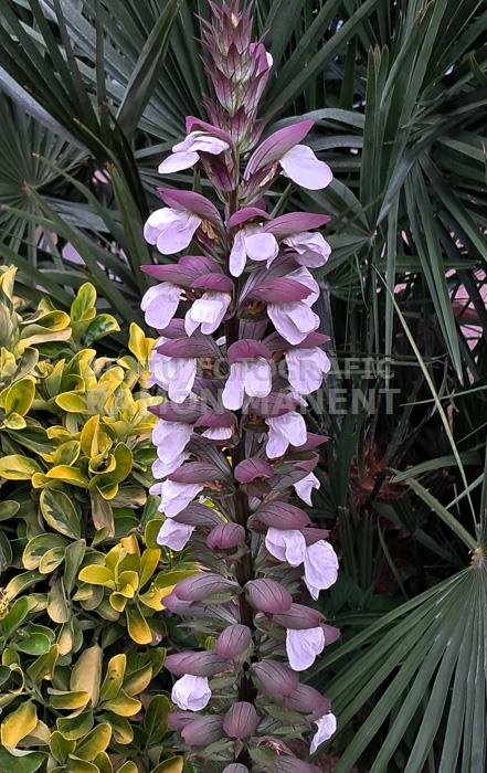 FLOR D´ACANT MATARO