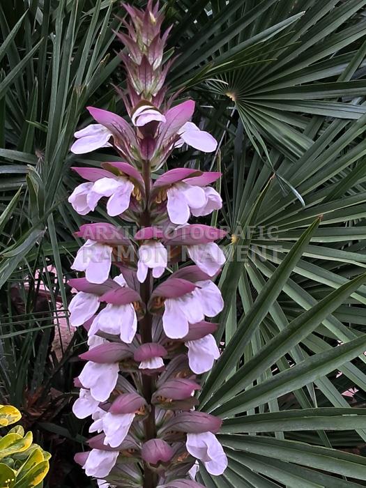 FLOR D´ACANT MATARO
