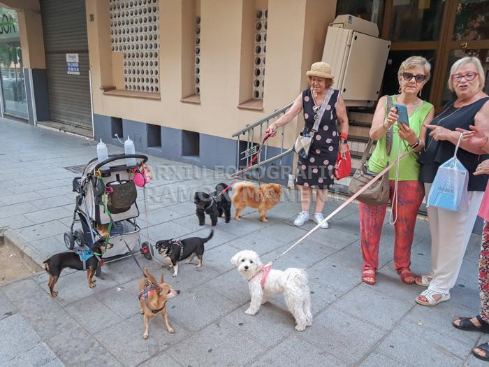 AVINGUDA RECODER MATARO 
CONCENTRACIÓ DE GOSSOS