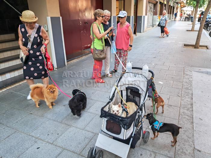 AVINGUDA RECODER MATARO 
CONCENTRACIÓ DE GOSSOS