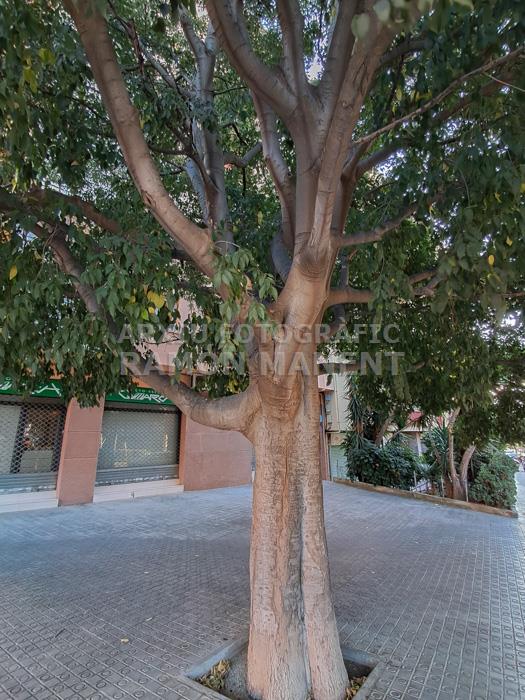 AVINGUDA FRANCESC MACIA MATARO