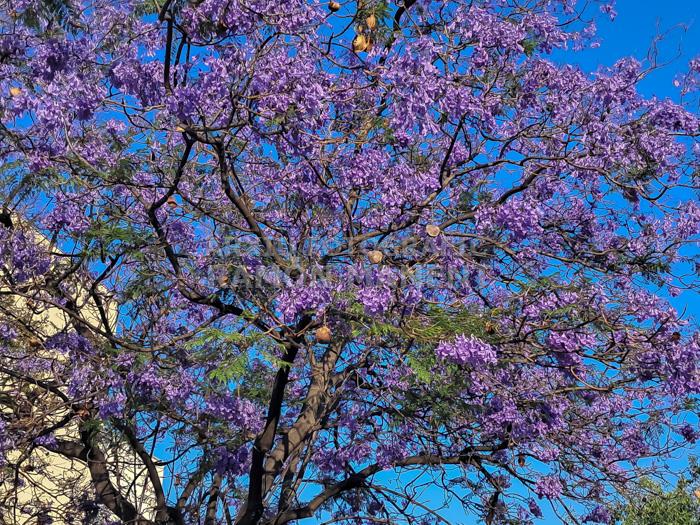ARBRES BLAUS PLAÇA DELS JUTJATS