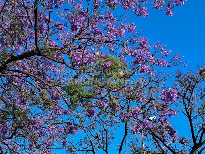 ARBRES BLAUS PLAÇA DELS JUTJATS