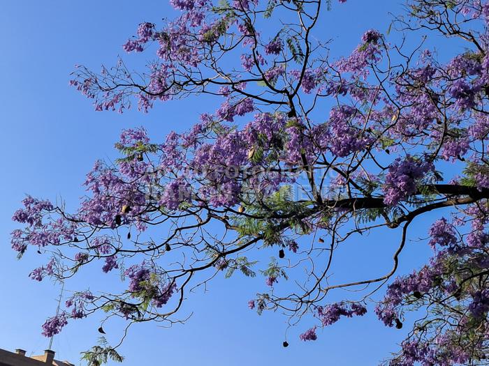 ARBRES BLAUS PLAÇA DELS JUTJATS