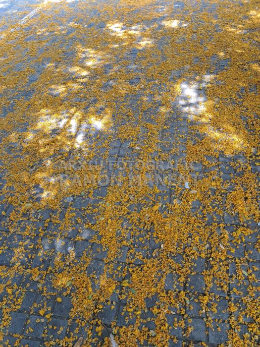 FLORS GROGUES ZONA LAIA L´ARQUERA