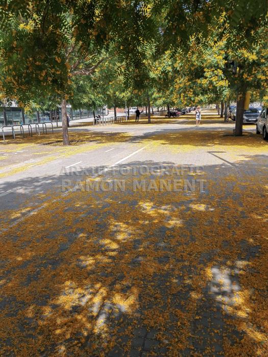 FLORS GROGUES ZONA LAIA L´ARQUERA