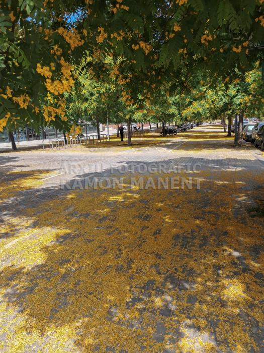 FLORS GROGUES ZONA LAIA L´ARQUERA