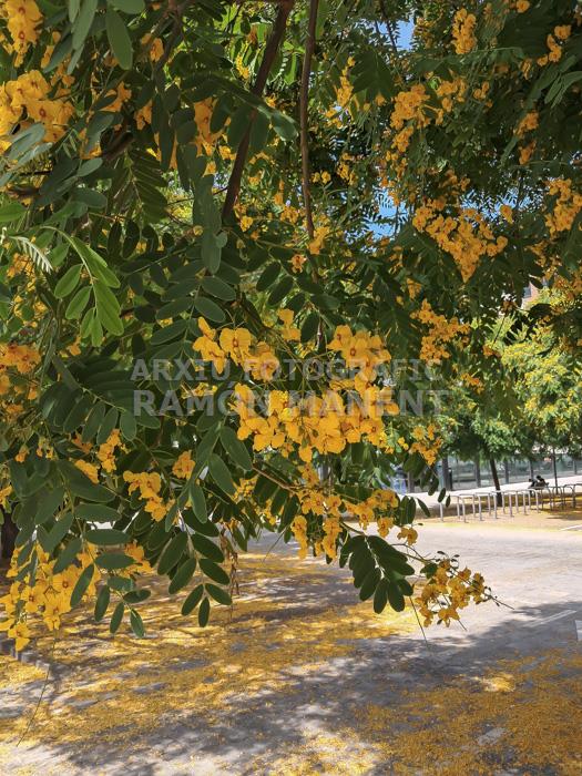 FLORS GROGUES ZONA LAIA L´ARQUERA