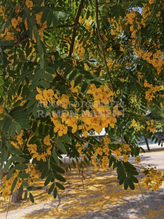 FLORS GROGUES ZONA LAIA L´ARQUERA