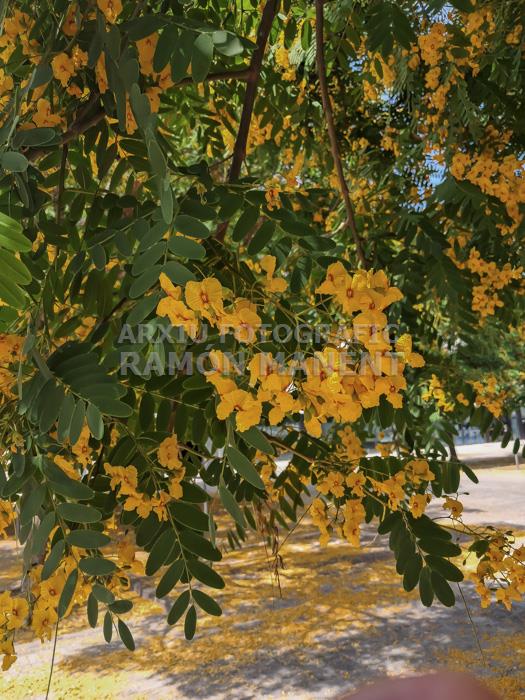 FLORS GROGUES ZONA LAIA L´ARQUERA