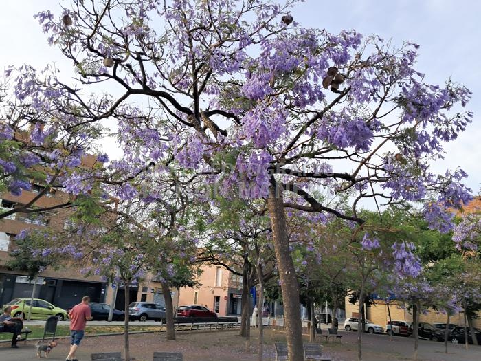 ARBRES BLAUS PLAÇA DELS JUTJATS