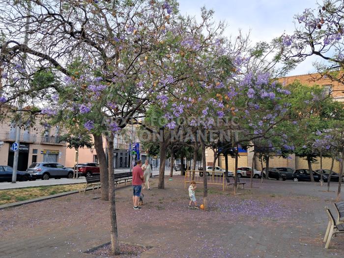 ARBRES BLAUS PLAÇA DELS JUTJATS
