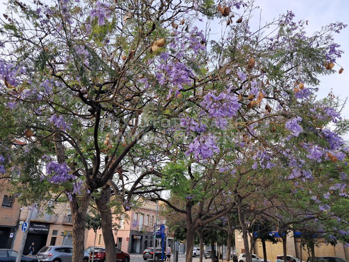 ARBRES BLAUS PLAÇA DELS JUTJATS